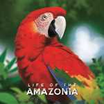 Life Of The Amazonia Board Game (On Order)